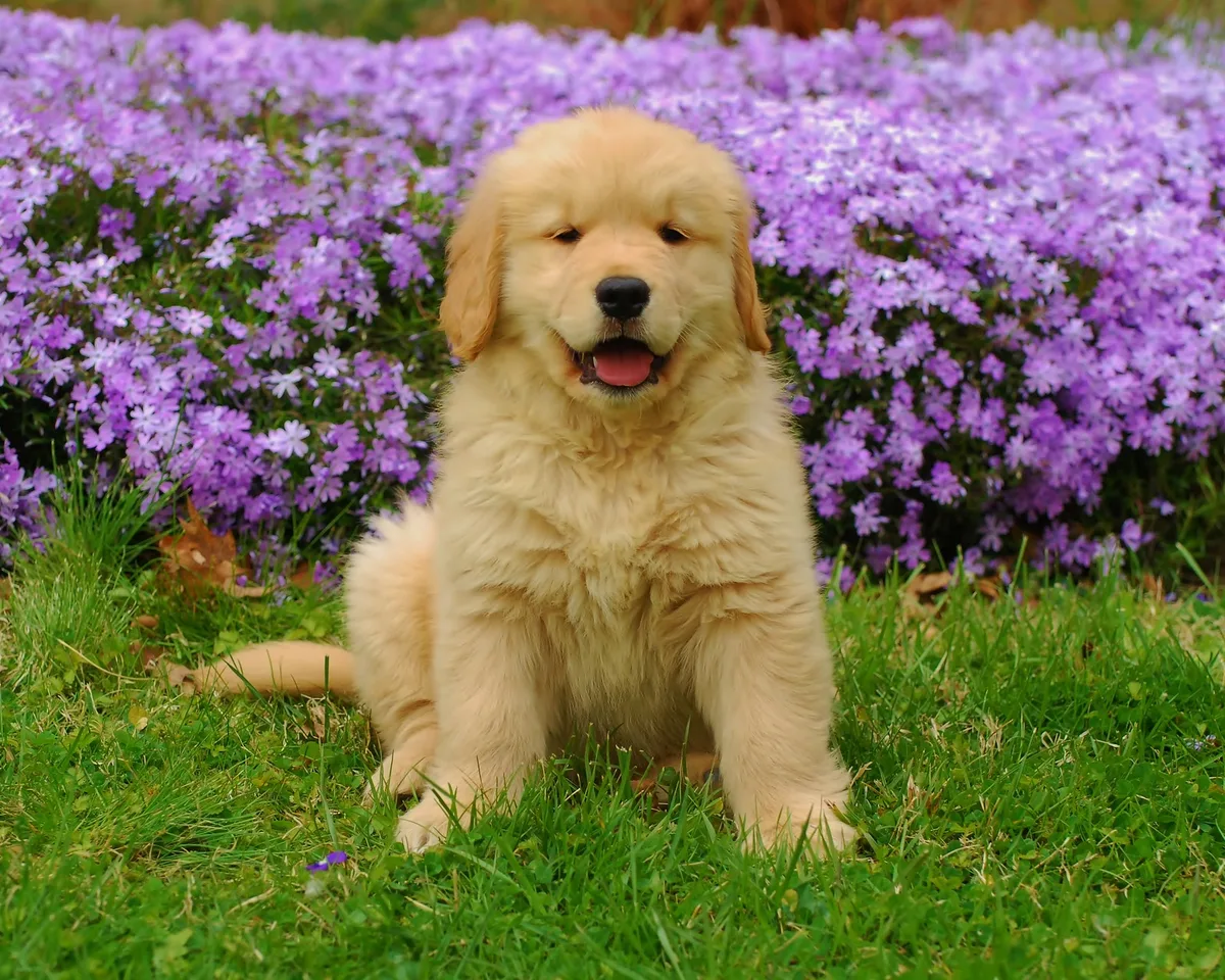 A golden retriever puppy sitting on green grass in front of purple phlox flowers